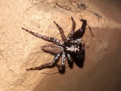 Asaphobelis physonychus