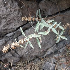 Buddleja sessiliflora
