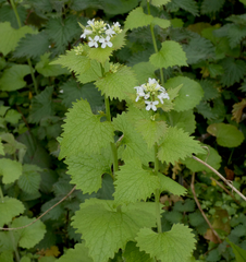 Alliaria petiolata