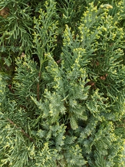 Juniperus chinensis