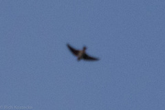 Petrochelidon pyrrhonota