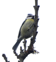 Cyanistes caeruleus