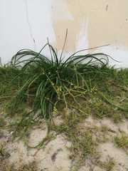 Trachyandra divaricata