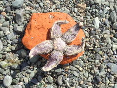 Asterias microdiscus