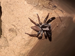 Asaphobelis physonychus