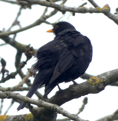 Turdus merula