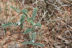 Sophora nuttalliana
