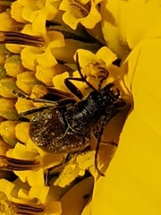Brachysomida californica