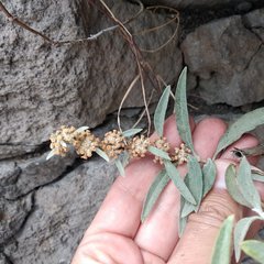 Buddleja sessiliflora