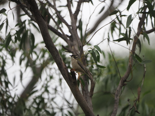 Brown-headed Honeyeater