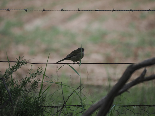 Golden Whistler