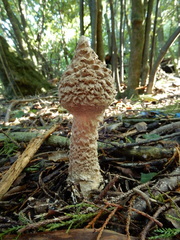 Saproamanita
