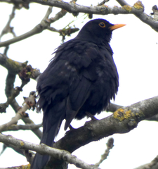 Turdus merula