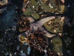 Pisaster giganteus