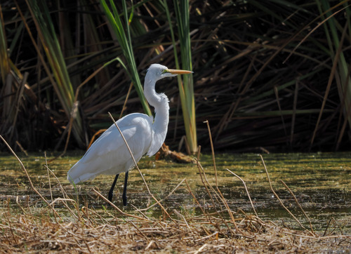 Great Egret