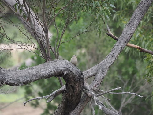 Brown Treecreeper