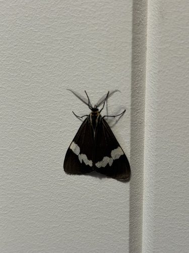 Australian magpie moth