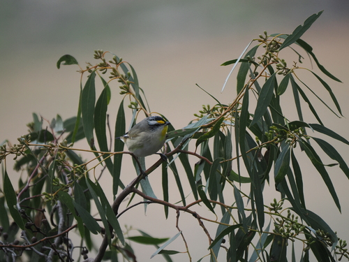 Striated Pardalote