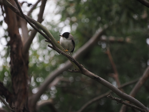 Varied Sittella