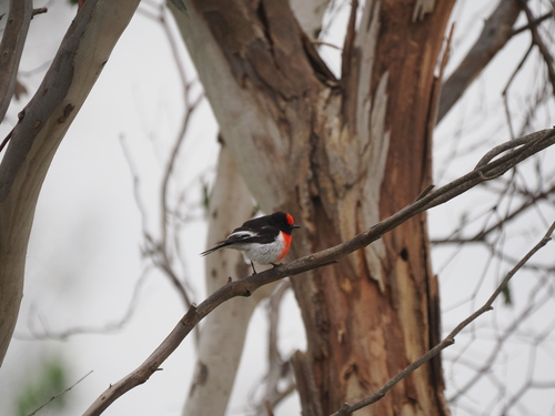 Red-capped Robin
