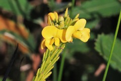 Dillwynia floribunda