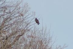 Buteo lagopus