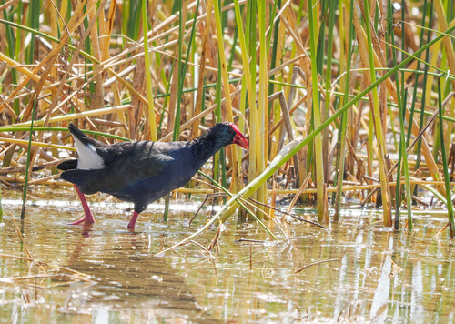 iNaturalist image