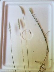 Bothriochloa torreyana