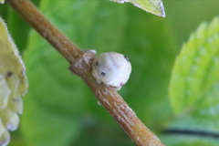 Ceroplastes cirripediformis