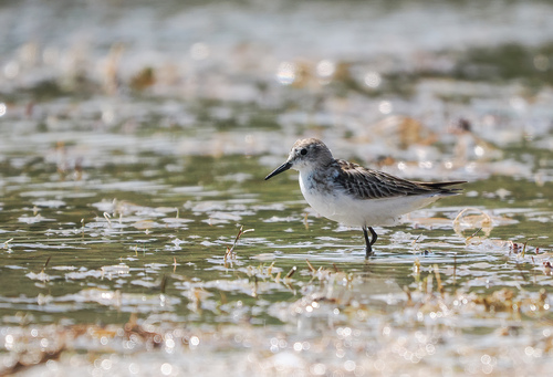 Little Stint