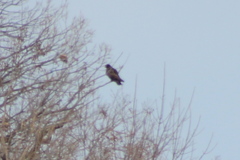 Buteo lagopus