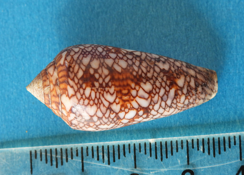 Conus archiepiscopus observed 2026-07-08
