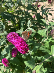 no rights reserved Painted Lady