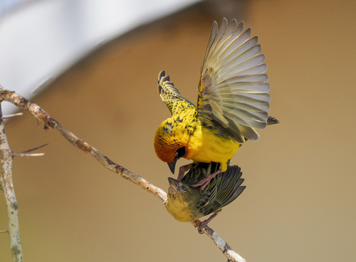 Speke's Weaver