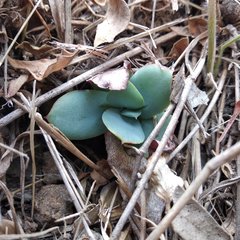 Echeveria rubromarginata
