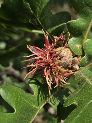 Andricus caputmedusae