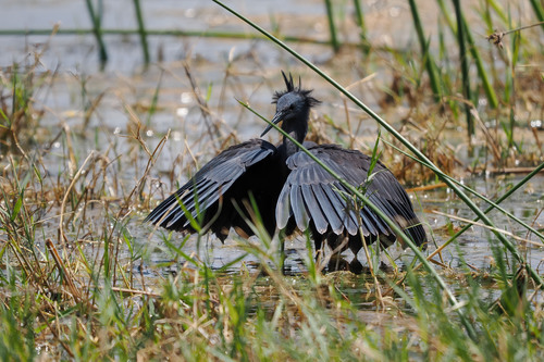iNaturalist image