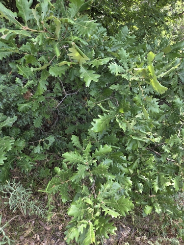 Hungarian Oak