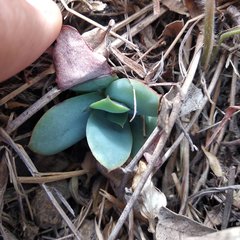 Echeveria rubromarginata