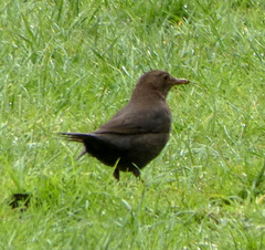 Turdus merula