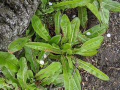 Leontodon saxatilis saxatilis