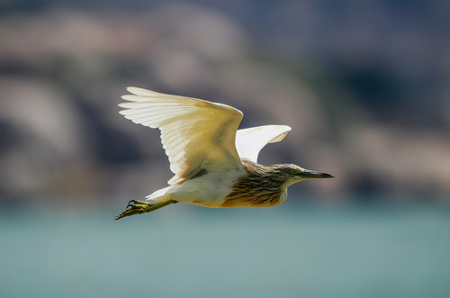 Squacco Heron
