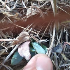 Echeveria rubromarginata