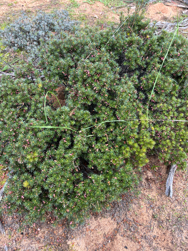 brush heath
