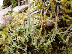 Cladonia crispata