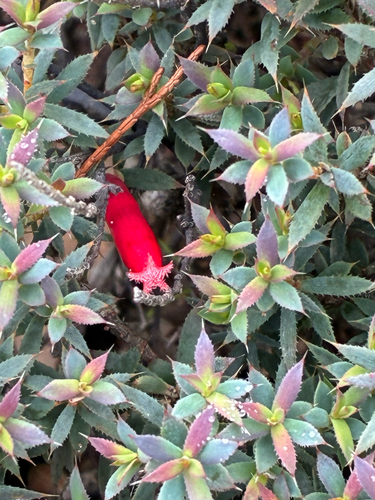 Cranberry Heath