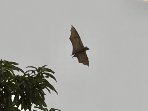 Straw-coloured Fruit Bat
