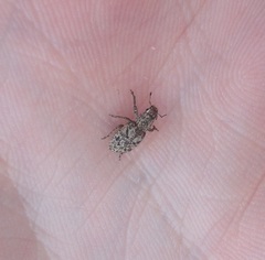 Floresianus sordidus