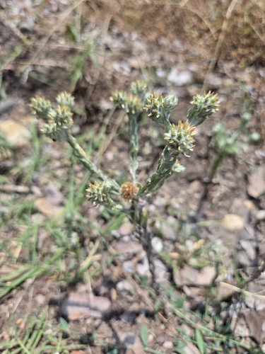 Common Cudweed
