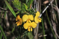 Dillwynia floribunda